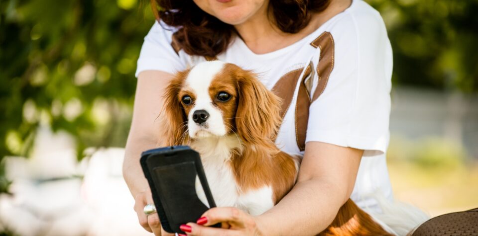 Pet owner booking on a phone beside a dog