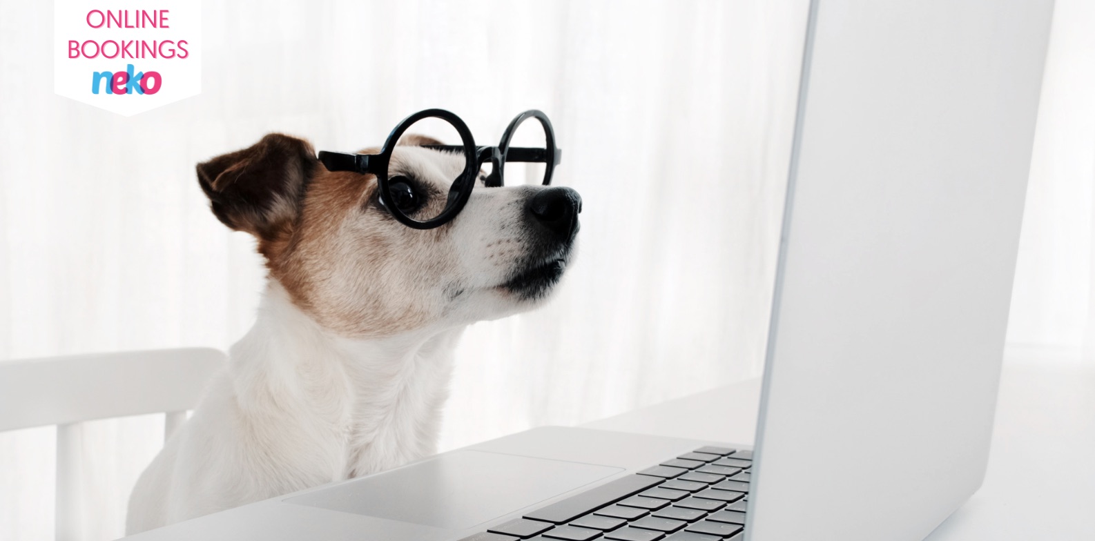 Neko dog mascot using a computer