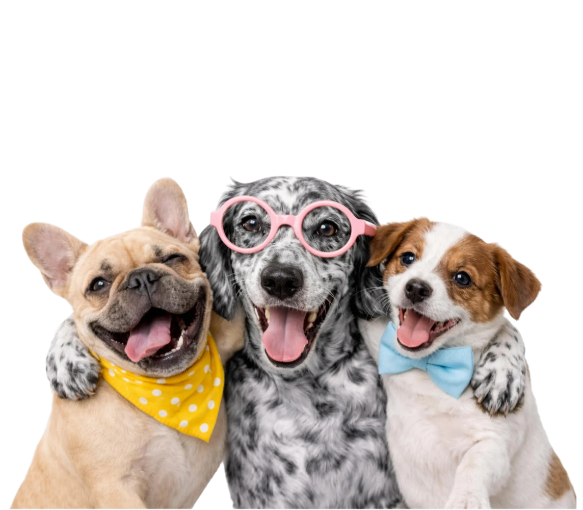 Three Neko dog mascots wearing glasses and bandanas