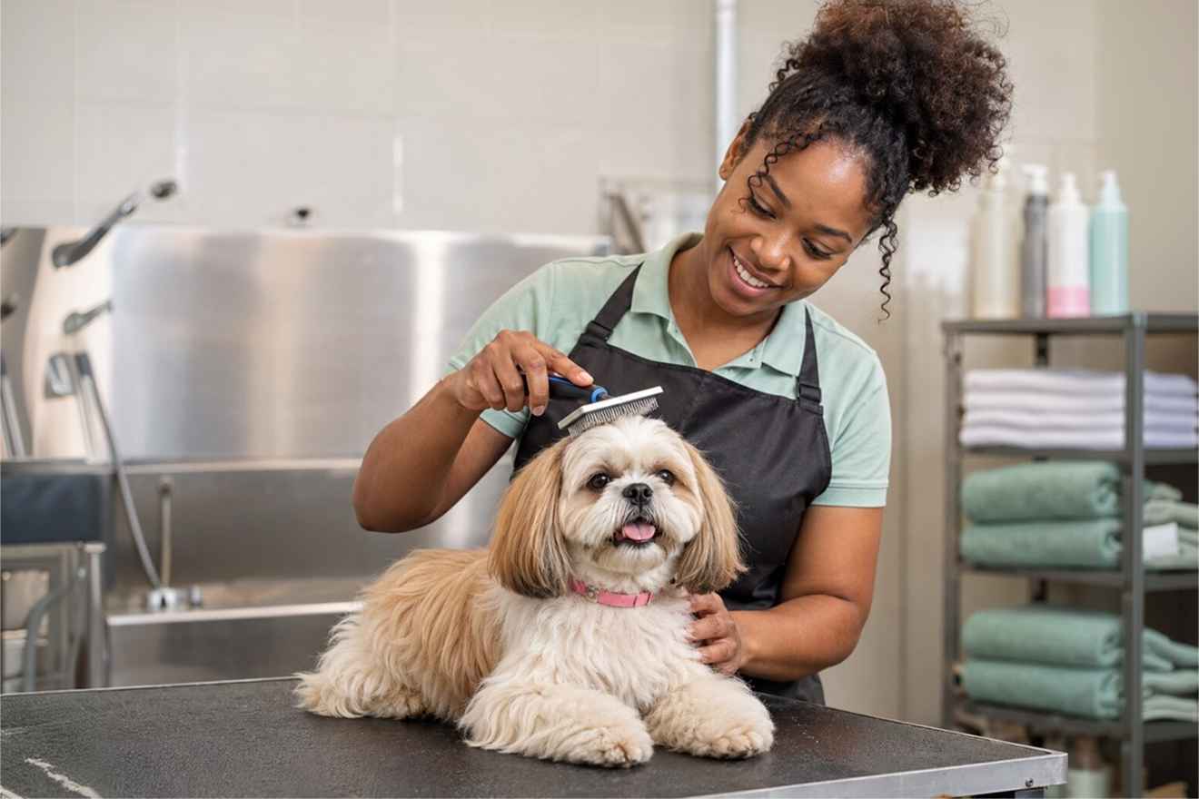 Pet groomer brushing a dog's coat