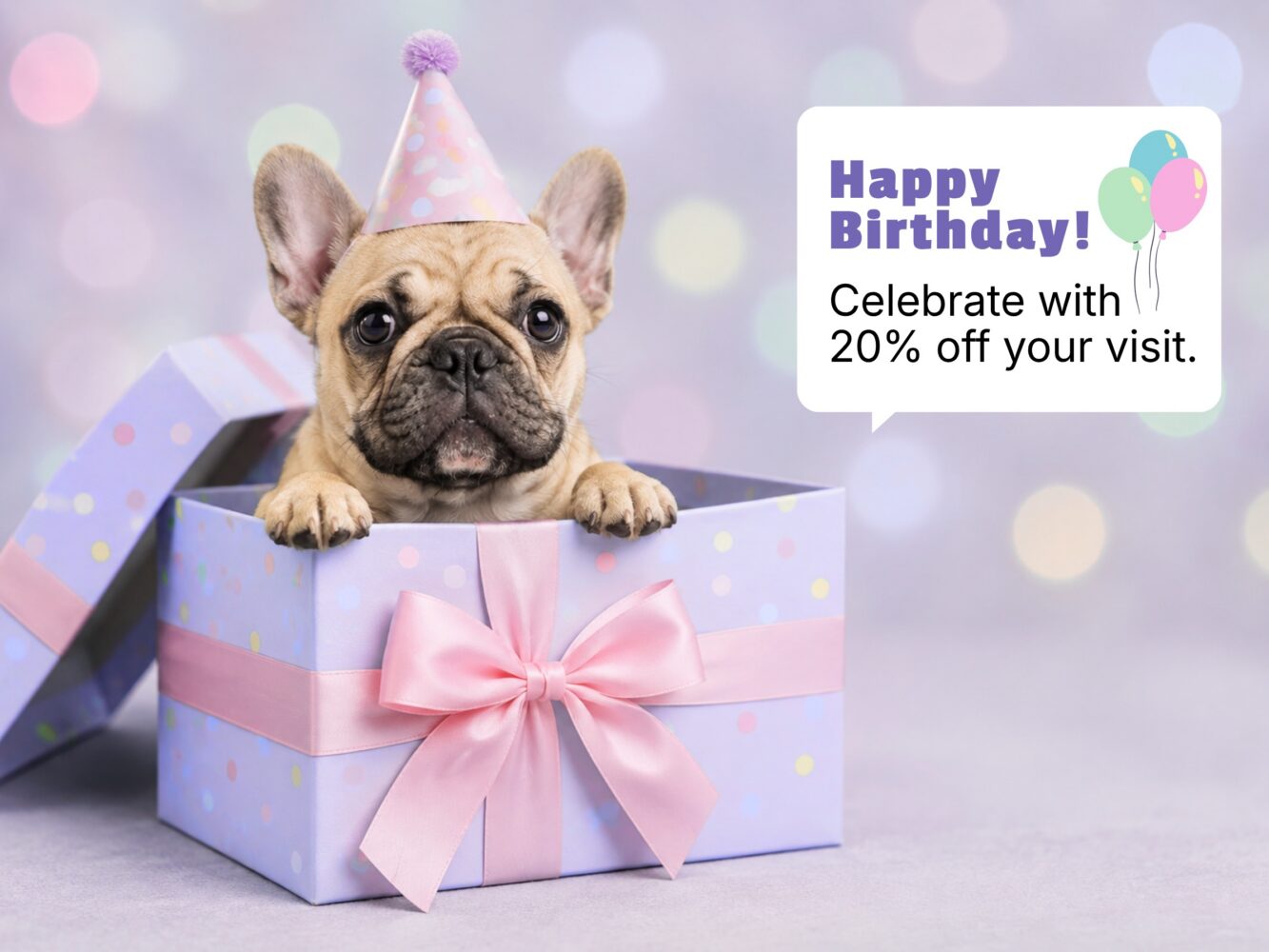 Birthday promotion illustration with a bulldog