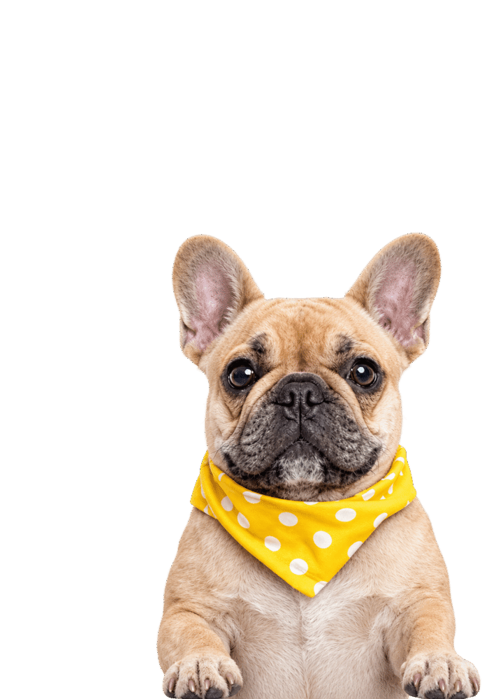 Neko French bulldog mascot wearing a yellow bandana