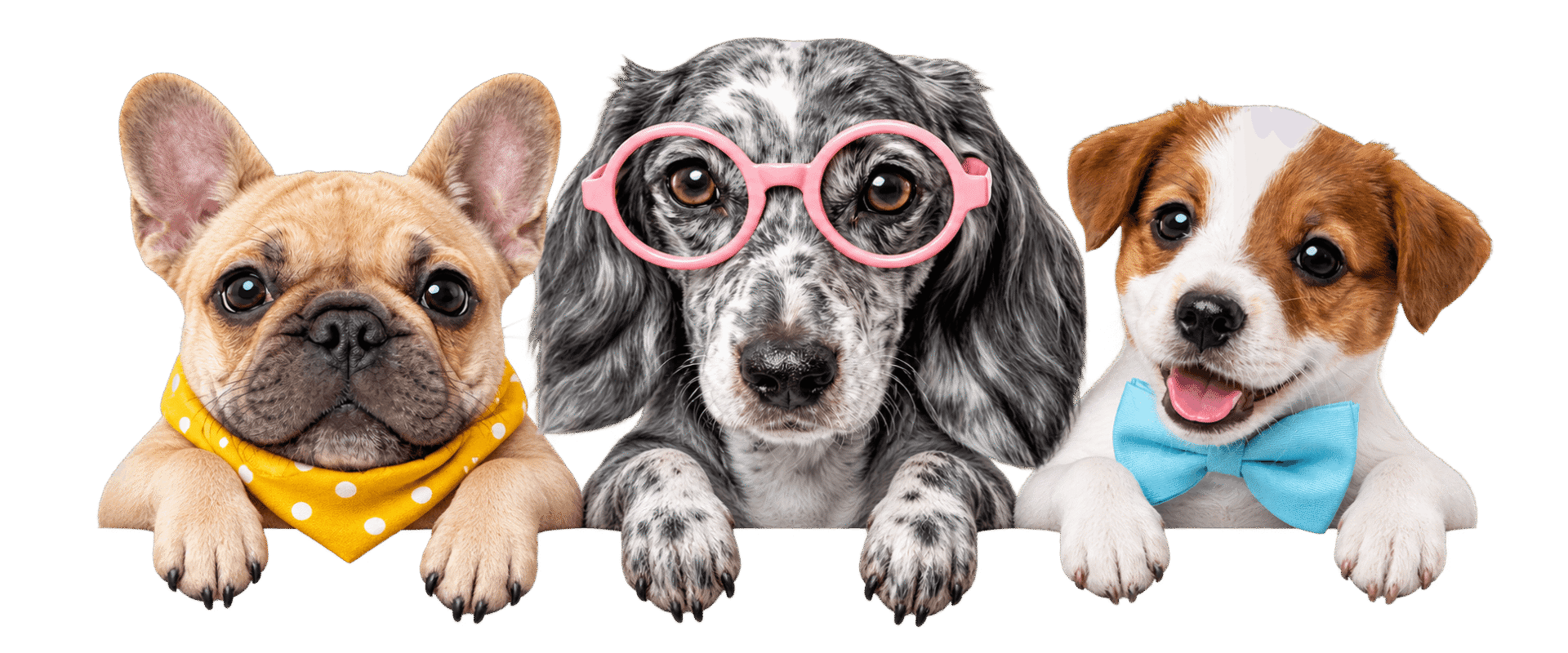 Three Neko dog mascots wearing glasses and bandanas